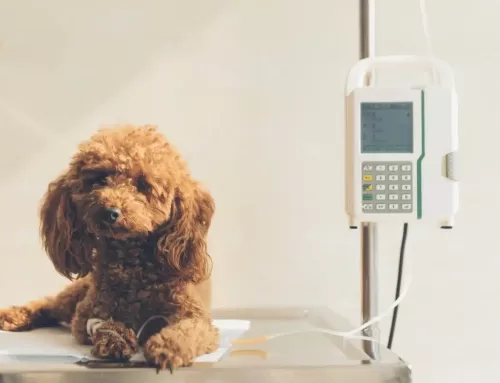 Le cancer chez le chien : comprendre et gérer la maladie